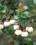 strawberry myrtle ، Ugniberry  ، New Zealand cranberry